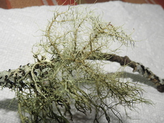 Usnea subfloridana