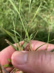 Muhlenbergia schreberi