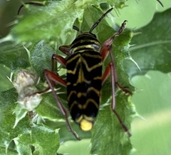 Megacyllene robiniae