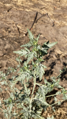 Ambrosia acanthicarpa