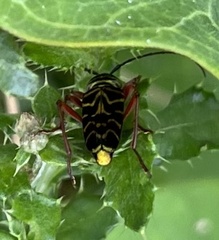 Megacyllene robiniae