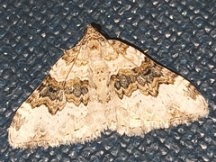 Epirrhoe galiata