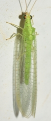 Pseudomallada picteti