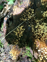 Fungi