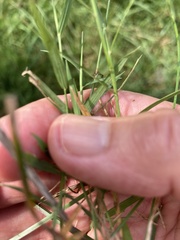 Muhlenbergia schreberi
