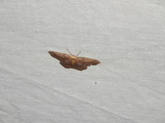 Lambdina fiscellaria