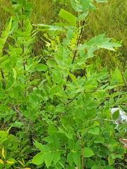 Salix eriocephala