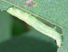 Trichoplusia ni