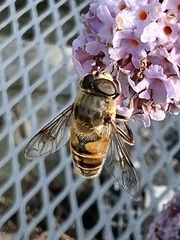 Eristalis tenax