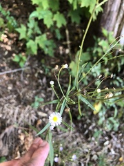Erigeron strigosus