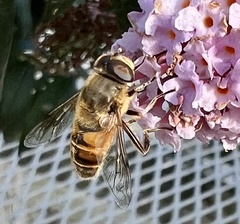 Eristalis tenax