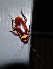 Periplaneta australasiae