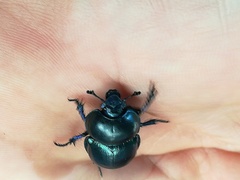 Trypocopris vernalis