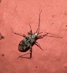 Phytocoris