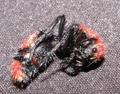 Dasymutilla occidentalis