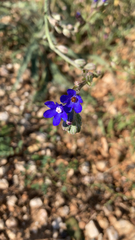 Anchusa officinalis