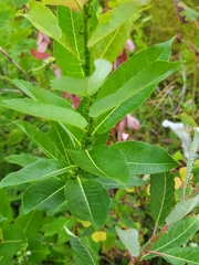 Salix eriocephala