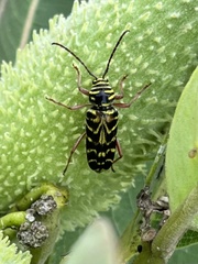 Megacyllene robiniae