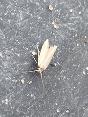 Holcocera immaculella