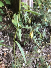 Erigeron strigosus