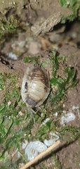 Oniscus asellus