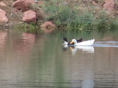 Anas platyrhynchos domesticus