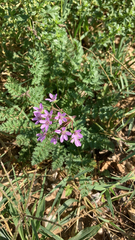 Erodium cicutarium
