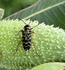 Megacyllene robiniae