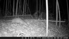 Manis pentadactyla pentadactyla