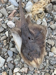 Leucoraja erinaceus