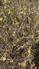 Centaurea solstitialis
