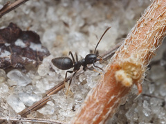 Technomyrmex difficilis