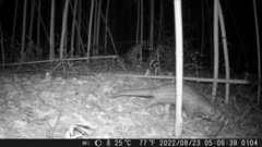 Manis pentadactyla pentadactyla