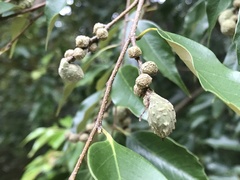 Castanopsis carlesii