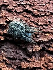 Larinioides sclopetarius