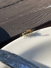 Vespula pensylvanica
