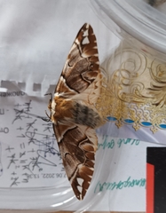 Endromis versicolora