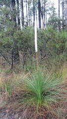 Xanthorrhoea fulva