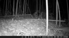 Manis pentadactyla pentadactyla