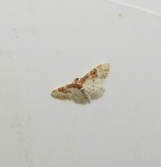 Idaea mustelata
