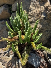 Polystichum lemmonii