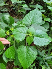 Clerodendrum canescens