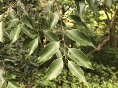 Castanopsis carlesii