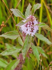 Mentha canadensis
