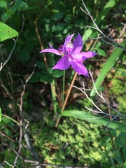 Calopogon tuberosus