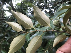 Castanopsis carlesii