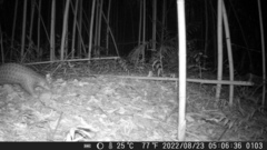 Manis pentadactyla pentadactyla