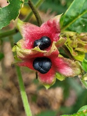 Clerodendrum canescens