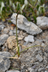 Carex rupestris