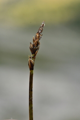 Carex rupestris
